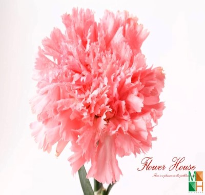  Tranh dán tường Hàn Quốc - hoa phăng FW245